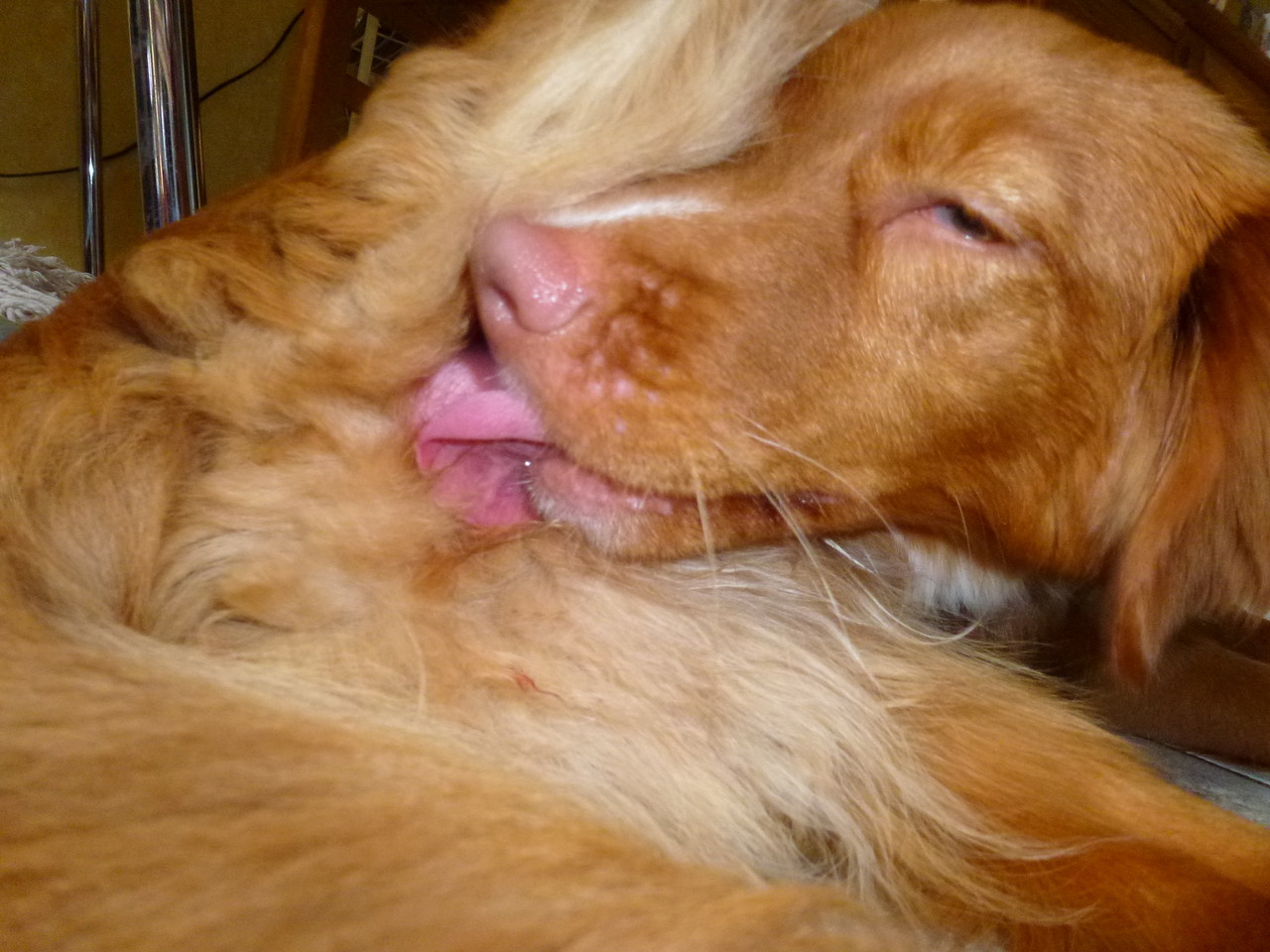 Toller Hündin Nita ist läufig! Nova Scotia Duck Tolling Retriever www