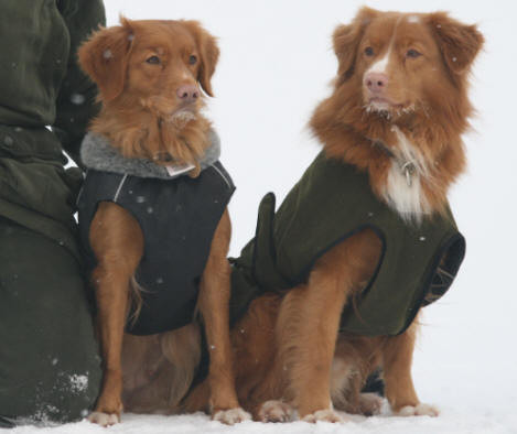 Nova Scotia Duck Tolling Retriever Mariendals Red  Nose Turbo Kiara und Lönnlövets Snoddas  