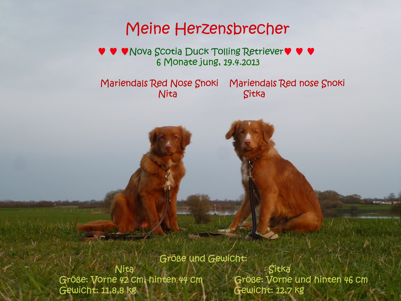 Nova Scotia Duck Tolling Retriever Nita Und Sitka Heute 6 Monate Jung Und Wie Am Anfang Herzensbrecher Auf Vier Pfoten Happy Birthday Nova Scotia Duck Tolling Retriever Www Tollertoller De
