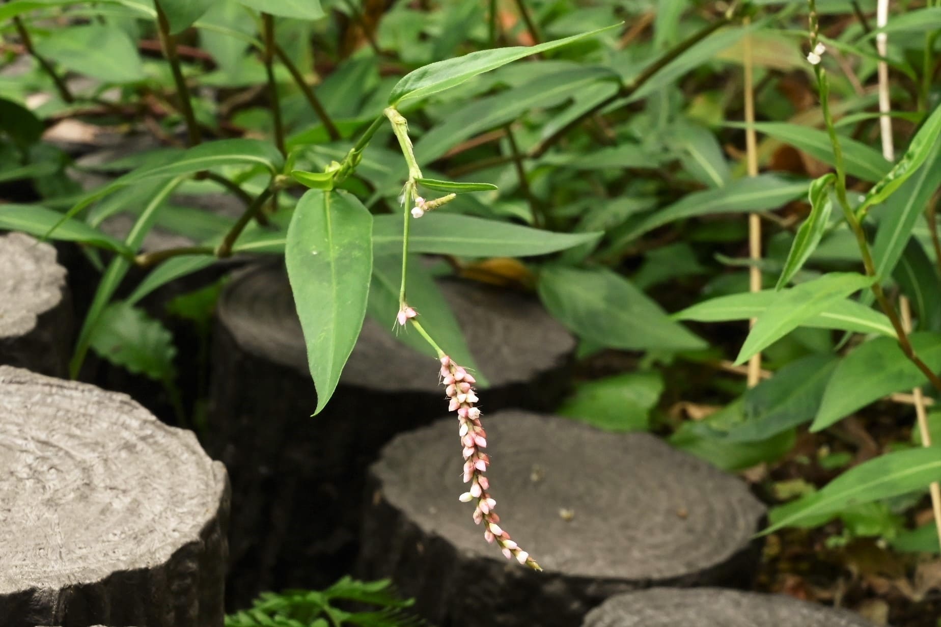 イヌタデ いぬたで 犬蓼 庭木図鑑 植木ペディア イヌタデ いぬたで 犬蓼 庭木図鑑 植木ペディア