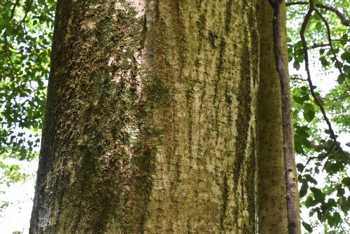 現品　ネズミモチ　山採り　1.3mほど　吹き流し n4002_20_pp01a.jpg