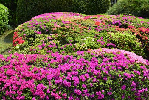 名前が分かりません 連木の皐月 さつき鉢植え なかなか渋い一鉢 いかが