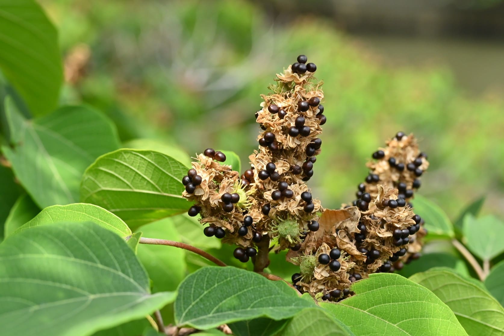seeds,Japanese Mallotus