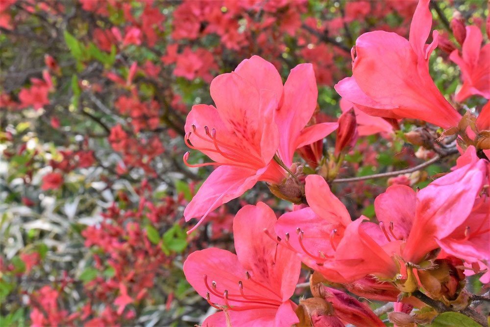 山躑躅 花 画像