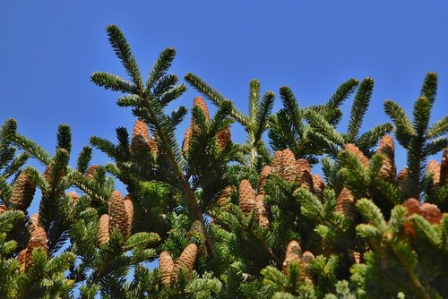 モミノキ（樅） - 庭木図鑑 植木ペディア