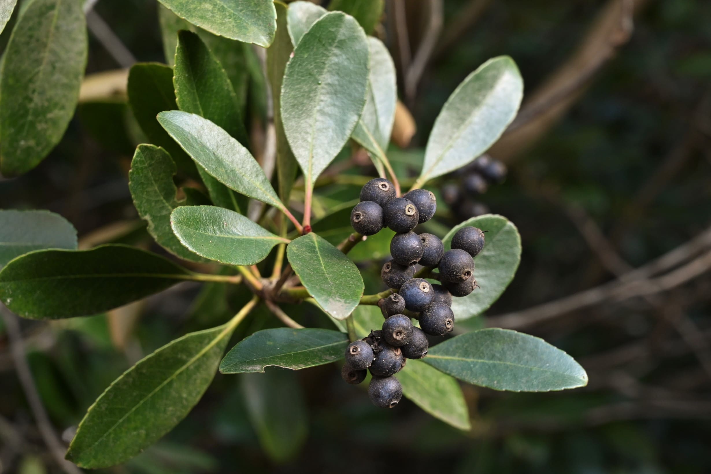 Indian hawthorn