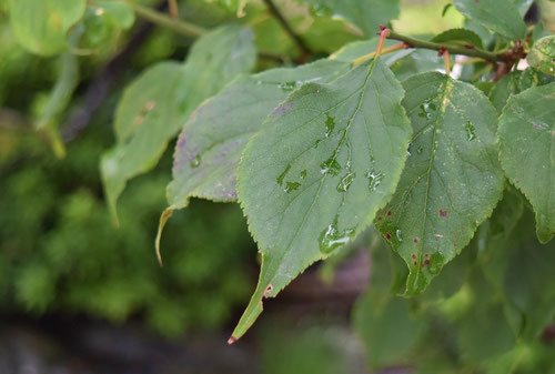 leaves of Japanese apricot