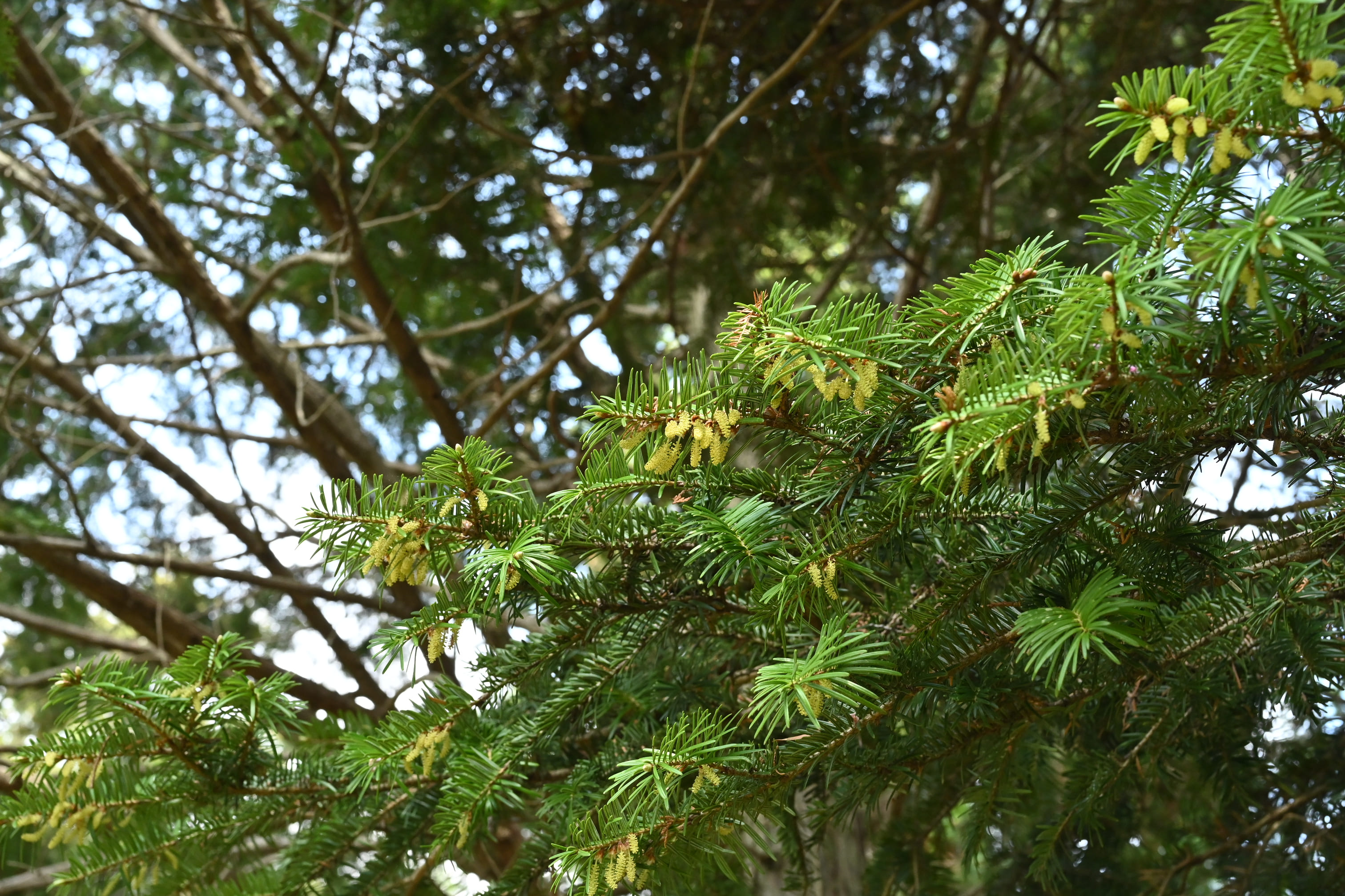 モミノキの花 雄花