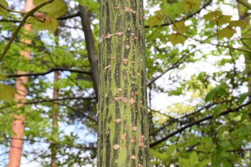 ウリハダカエデ 山彩り 雑木 －－アオダモ、アオハダ、モミジ