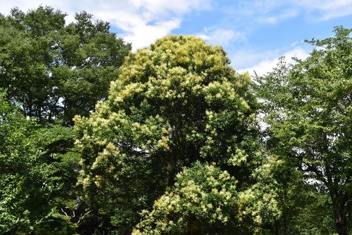 とうねずみもち,トウネズミモチの花,画像