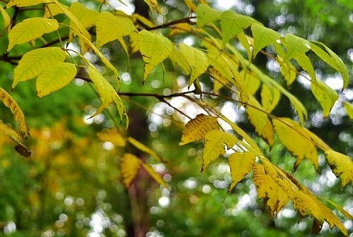 キハダの木,紅葉