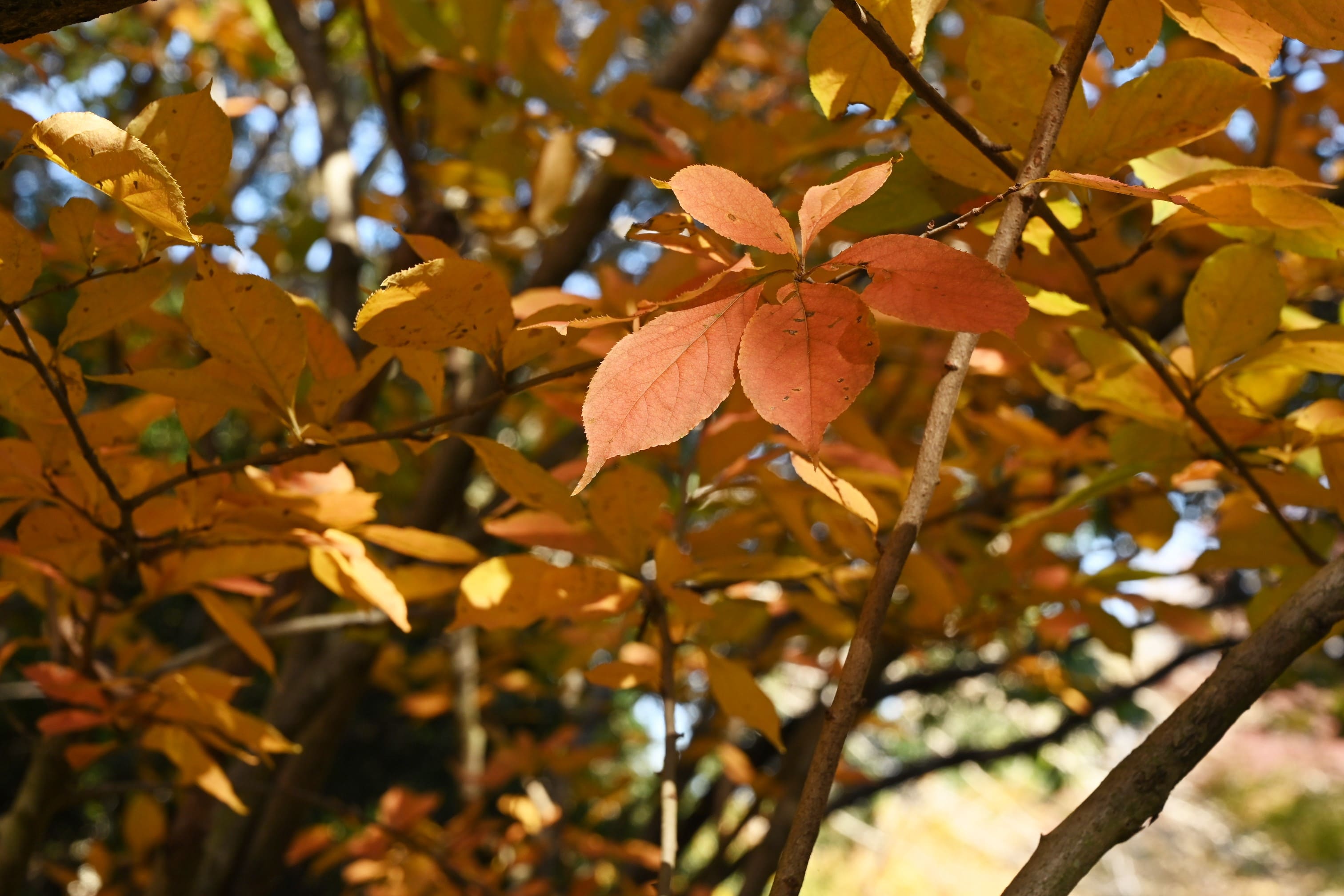 カマツカ 紅葉 黄葉