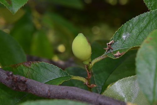 かりんの木の実,実,食べられる