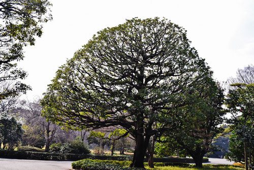皇居のタブノキ,たぶのき