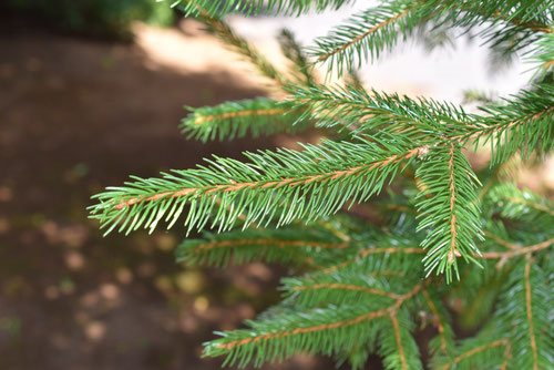 Norway spruce.needle leaf,picture