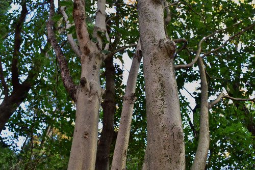 カクレミノ,kakuremino,かくれみの