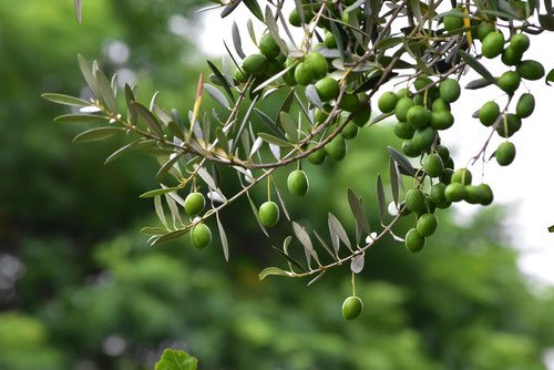 オリーブの木,おりーぶ,種類,特徴