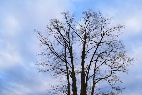 Golden-rain tree