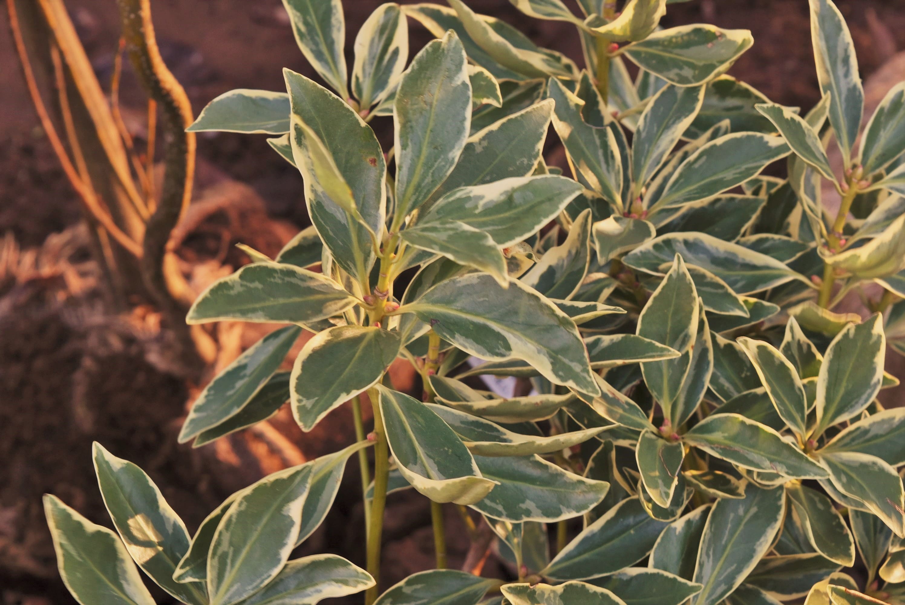 Japanese star anise