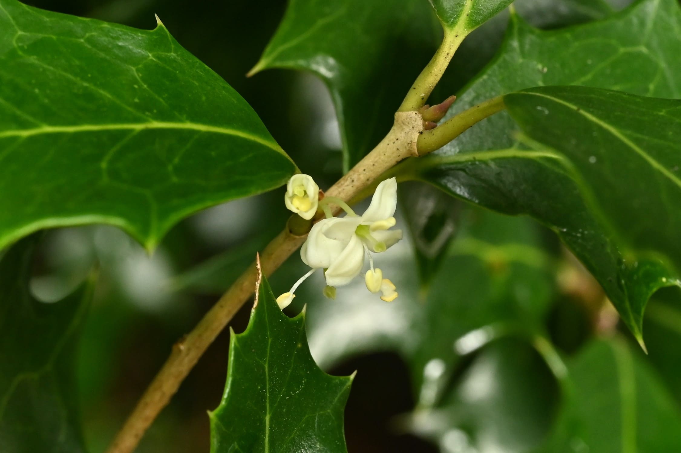 秋に白い花が咲く木