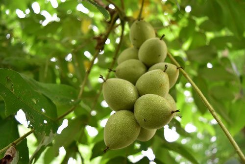 木へんの樹 一覧 庭木図鑑 植木ペディア 木へんの樹 一覧 庭木図鑑 植木ペディア