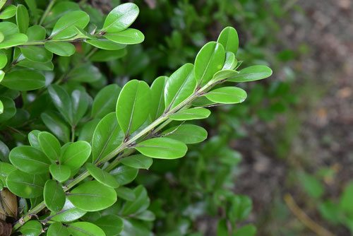 ボックスウッド - 庭木図鑑 植木ペディア