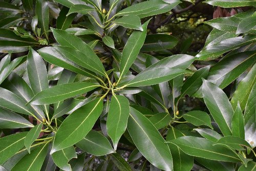 タブノキ - 庭木図鑑 植木ペディア