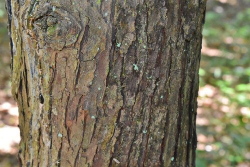アスナロ 翌檜 庭木図鑑 植木ペディア アスナロ 翌檜 庭木図鑑 植木ペディア