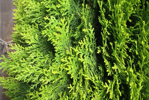 コノテガシワ - 庭木図鑑 植木ペディア