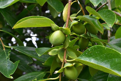 persimmon fruit