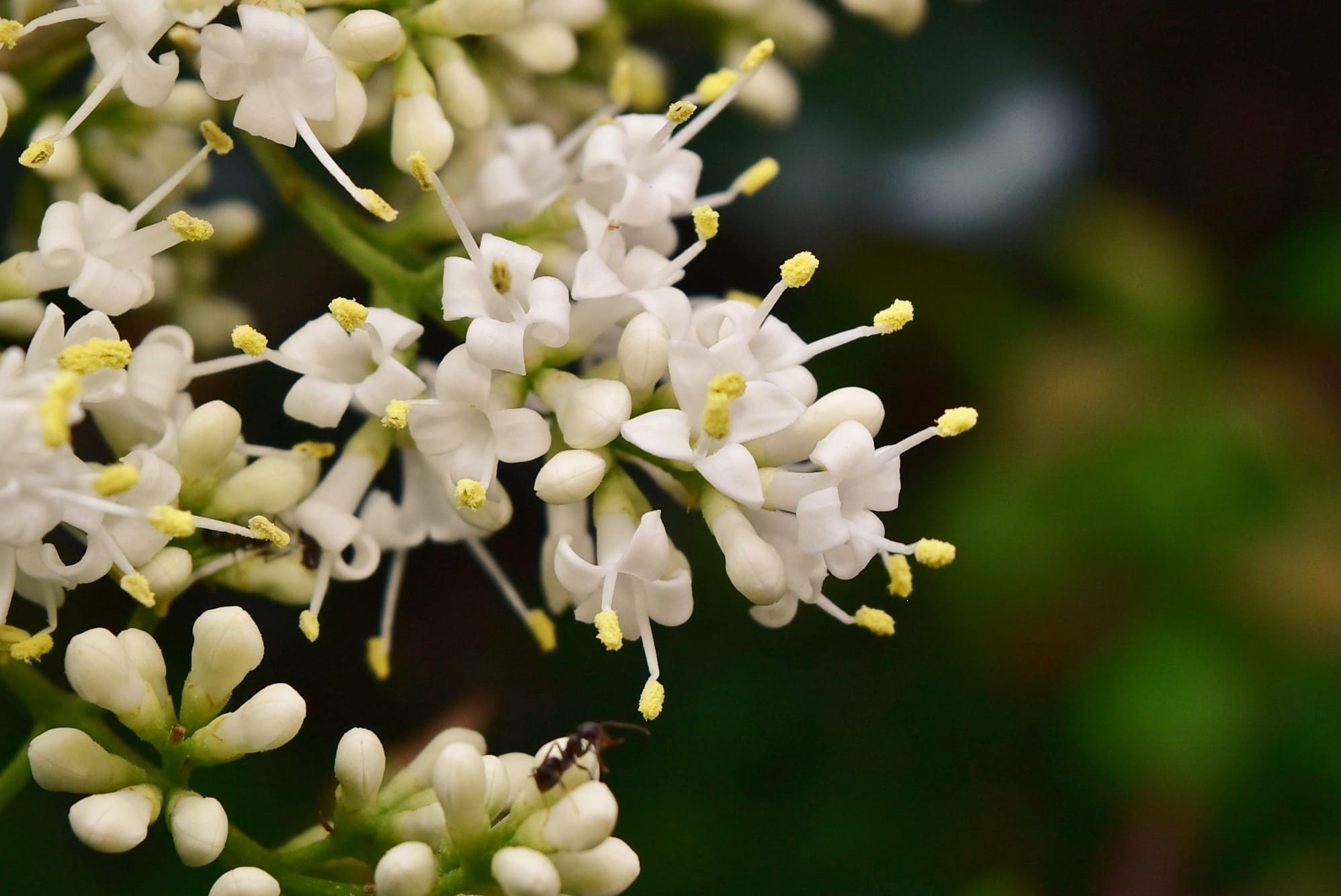 flower of Japanese privet