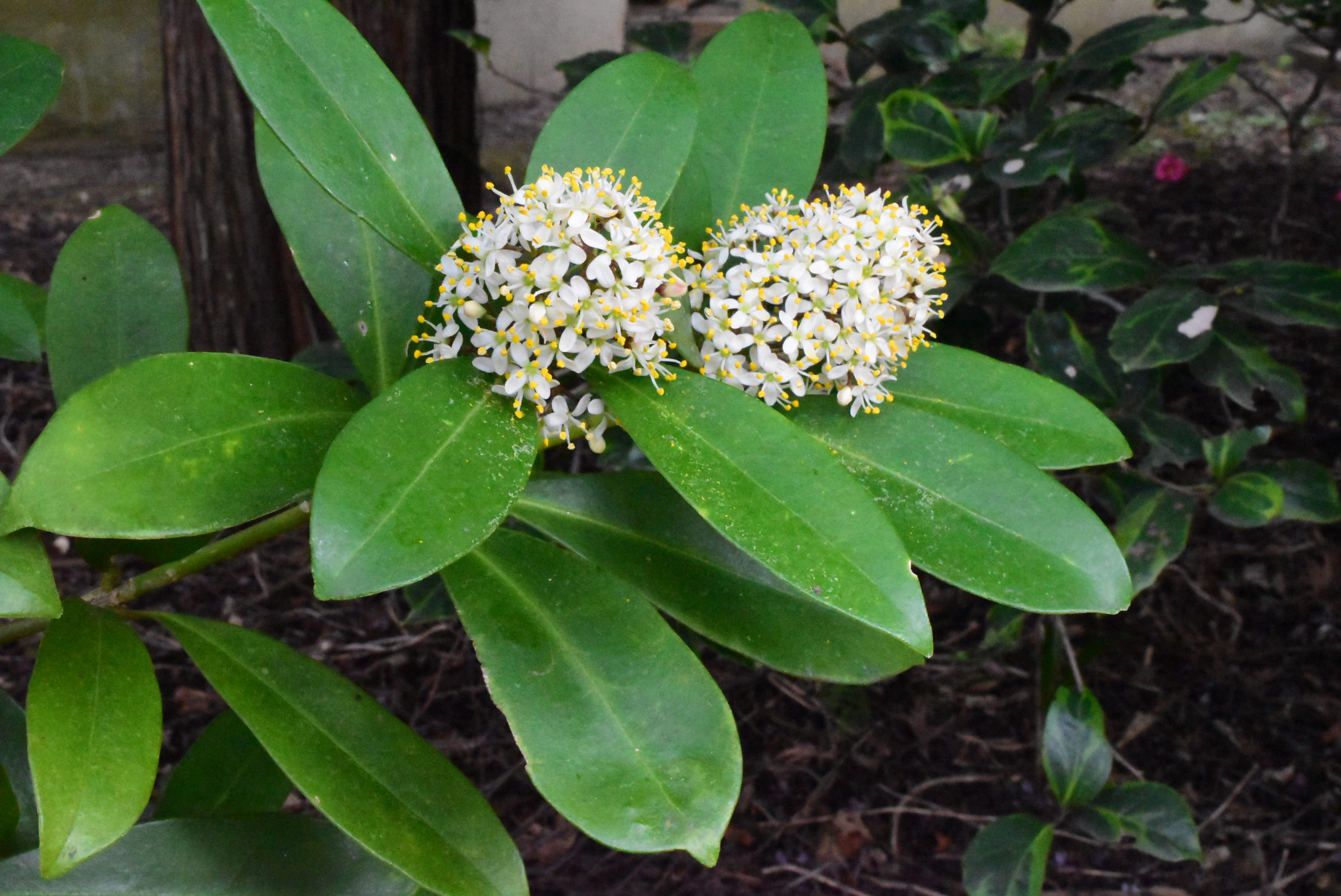 Japanese skimmia,flower