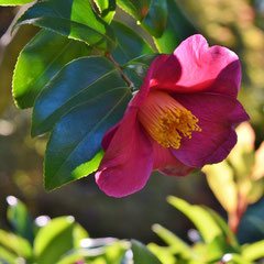 さざんか,山茶花の品種　画像