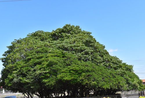 Cheesewood,tree,Japan