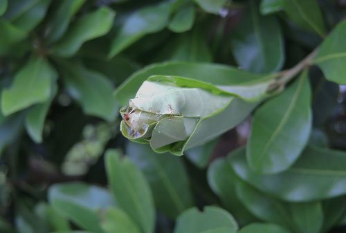 やまもも,害虫,葉,巻く,病気,ヤマモモの木