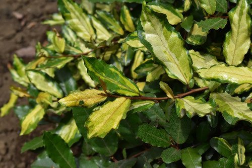 ナワシログミ（苗代茱萸） - 庭木図鑑 植木ペディア
