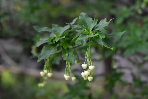 アブラツツジ,開花時期,特徴