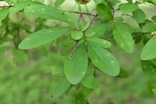 イボタノキ 庭木図鑑 植木ペディア