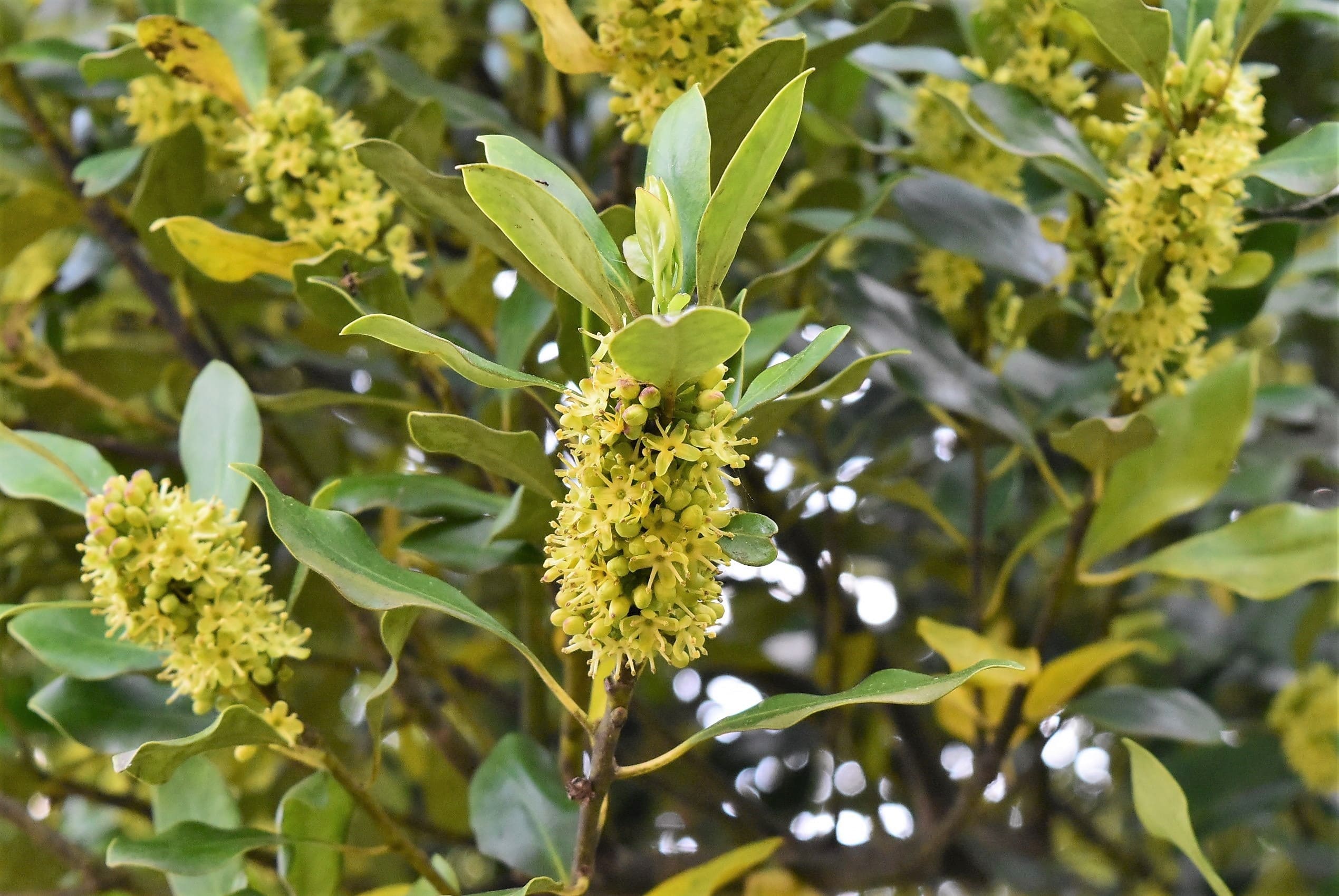 モチノキの花 画像