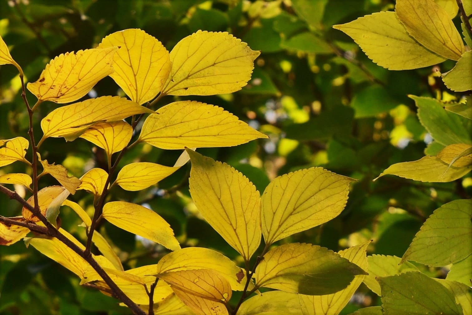 榎 紅葉 黄葉 画像