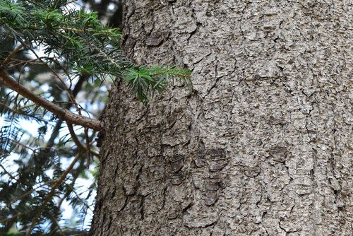 Nikko fir tree in Japan,picture
