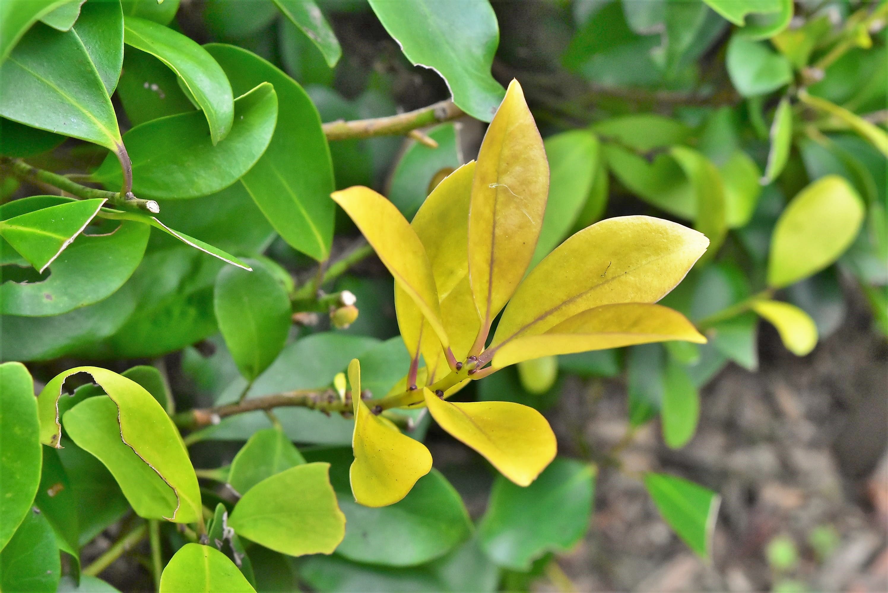 モチノキ（黐の木） 庭木図鑑 植木ペディア
