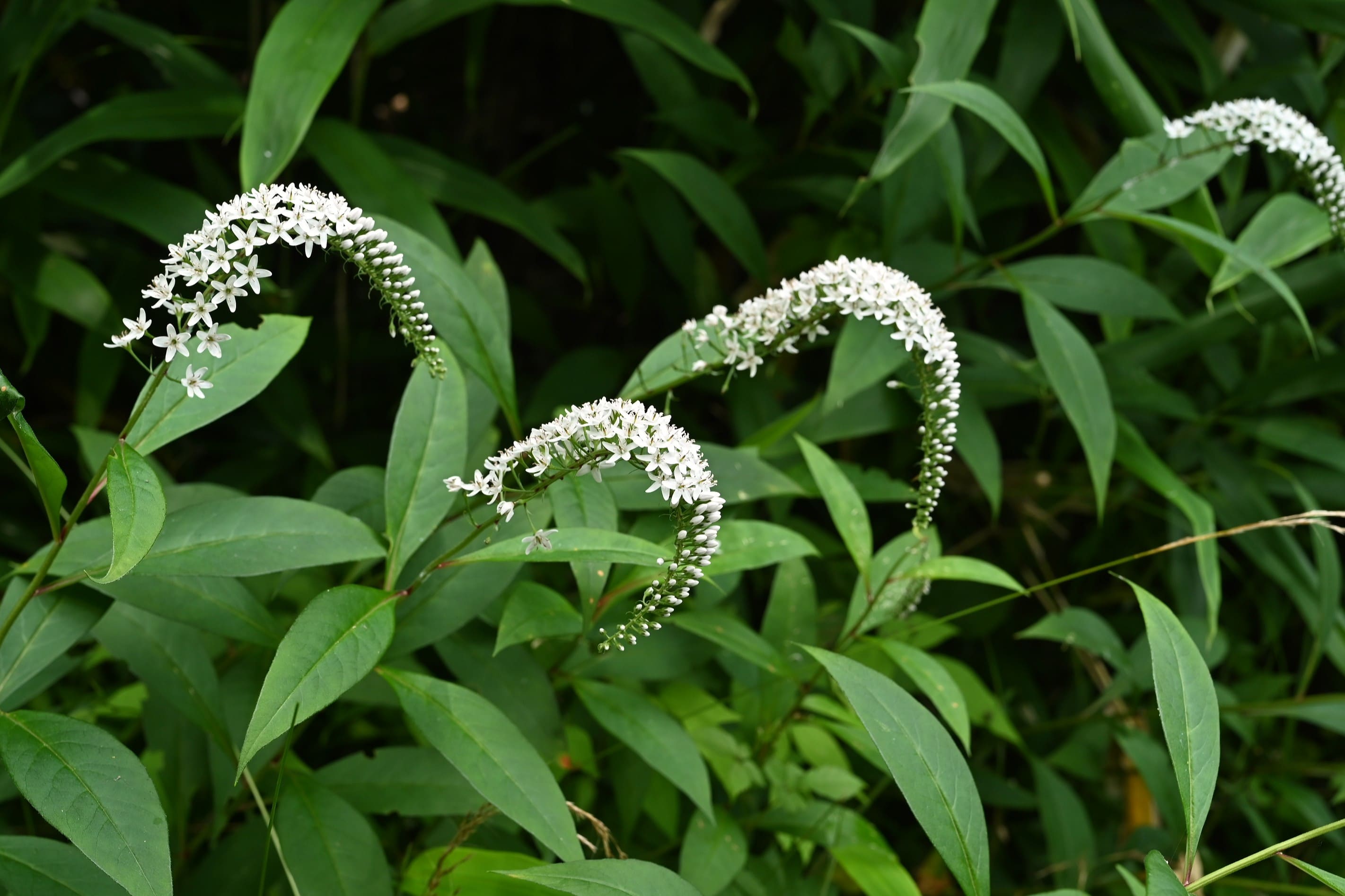 オカトラノオ 岡虎の尾 庭木図鑑 植木ペディア オカトラノオ 岡虎の尾 庭木図鑑 植木ペディア