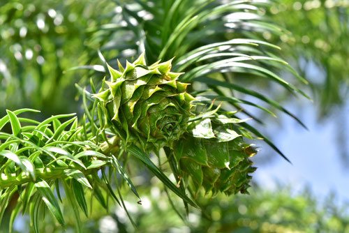 China fir,fruits