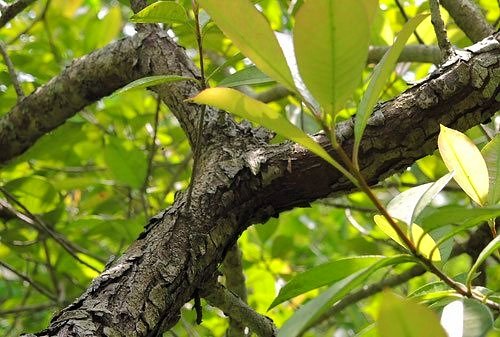 カナメモチの木の剪定,かなめもち,樹皮,幹