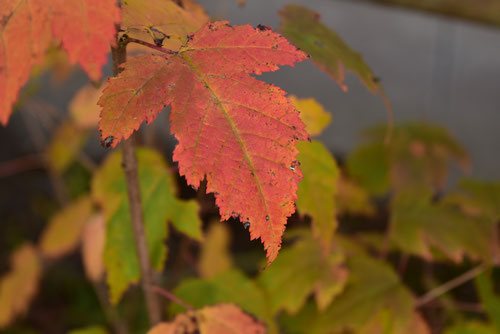 カラコギカエデ 庭木図鑑 植木ペディア
