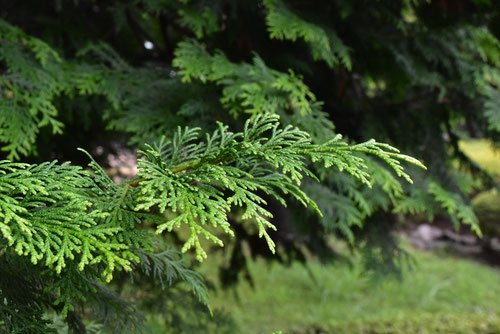 Japanese cypress, Hinoki
