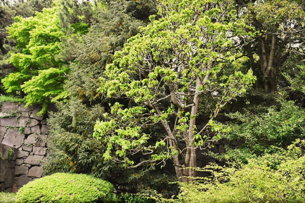 chinese quince tree