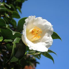 variety of camellia