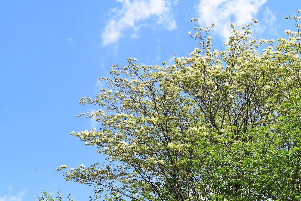 青タモ 植木